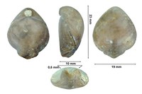 Epithyris maxillata